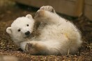Ο Χάμις, η πρώτη πολική αρκούδα που γεννήθηκε μετά από 25 χρόνια στο Ην. Βασίλειο, μετακομίζει