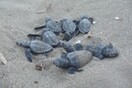 Ζάκυνθος: Ρεκόρ φωλιών από καρέτα- καρέτα, πιθανόν θα βγουν 150.000 χελωνάκια