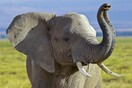 Βαρσοβία: Στρεσαρισμένοι ελέφαντες του ζωολογικού κήπου θα κάνουν μαριχουάνα για να χαλαρώσουν