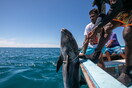 Μαυρίκιος: Οργή για την περιβαλλοντική καταστροφή από το ναυάγιο - 39 νεκρά δελφίνια
