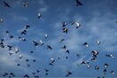 Μαζικός θάνατος χιλιάδων πουλιών στο Νέο Μεξικό ανησυχεί τους βιολόγους