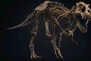 Πωλείται σε δημοπρασία ο «Σταν»- Σκελετός T. Rex, ηλικίας 67 εκατ. ετών, με μήκος 12 μέτρα