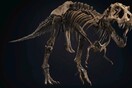 Πωλείται σε δημοπρασία ο «Σταν»- Σκελετός T. Rex, ηλικίας 67 εκατ. ετών, με μήκος 12 μέτρα