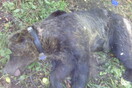 Φλώρινα: Αρκούδα παγιδεύτηκε σε παράνομη θηλιά για αγριογούρουνα - Μεγάλη «επιχείρηση» διάσωσης