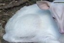 Ταϊλάνδη: Σπάνιο ελάφι που εξαφανίστηκε από ζωολογικό κήπο συνδέεται με δολοφονία αξιωματούχου