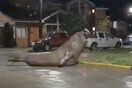 Χιλή: Τεράστιος θαλάσσιος ελέφαντας έκανε βόλτες στους δρόμους της πόλης (ΒΙΝΤΕΟ)
