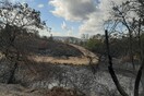 Καταγγελίες WWF Ελλάς: «Κάηκε μέρος του Εθνικού Πάρκου της Δαδιάς - Ένα από τα σημαντικότερα δασικά οικοσυστήματα»