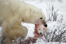 Το National Geographic κατέγραψε τη σκληρή και σπάνια στιγμή κανιβαλισμού πολικών αρκούδων