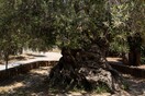 Οι επιστήμονες «διάβασαν» για πρώτη φορά πλήρως το DNA της ελιάς