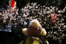 9 φωτογραφίες απ' τις φετινές ανθισμένες κερασιές