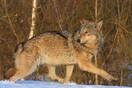 Η άγρια ζωή έχει κάνει θεαματική επιστροφή στην απαγορευμένη ζώνη του Τσέρνομπιλ