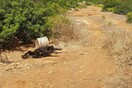 Καταγγελία για τα σκυλιά σκιάχτρα της Σκύρου