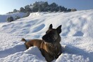 Ο Κίκο είναι ο πρώτος σκύλος - ντετέκτιβ στην Ελλάδα που σώζει άλλα ζώα από φόλες