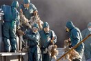 Χιλιάδες πάπιες θανατώθηκαν σε πτηνοτροφεία στη Γαλλία έπειτα από κρούσματα της γρίπης των πτηνών