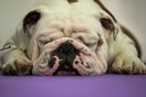 Τα σκυλιά (και οι γάτες) του Westminster Kennel Club Dog Show