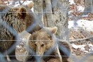 Ένα απόγευμα στον Αρκτούρο