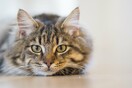#WeAreBetterWithPets #Lifopets Μεγάλος Instagram Διαγωνισμός PURINA®