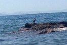 O μαύρος κορμοράνος που προκάλεσε «πανικό» στο Φάληρο
