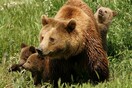 Γιατί μια καφέ αρκούδα προτίμησε να κάνει τη φωλιά της κοντά σε ανθρώπους - Το φαινόμενο της βρεφοκτονίας