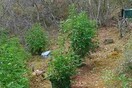 33χρονος είχε φυτεία κάνναβης σε αγροτική περιοχή της Θεσσαλονίκης