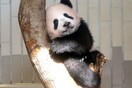 Η μικρή Xiang Xiang έκανε την παρθενική της εμφάνιση σε ζωολογικό κήπο της Κίνας και τρέλανε τους επισκέπτες