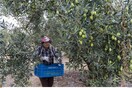 ΕΛΓΑ: Δίνονται οι αποζημιώσεις σε 65.653 δικαιούχους αγρότες και κτηνοτρόφους