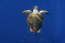 Δείτε το απίθανο prequel του BBC για το Blue Planet II