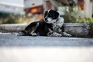 Ικανοποιημένες οι φιλοζωικές από την απόσυρση του νομοσχεδίου για τα ζώα συντροφιάς
