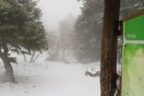 Στα «λευκά» η Πάρνηθα