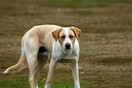Σε δυο χρόνια φυλακή και πρόστιμο 5.000 ευρώ καταδικάστηκε 39χρονος που σκότωσε σκύλο εν ψυχρώ στη Μυτιλήνη