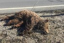 Μικρή αρκούδα νεκρή στην Κοζάνη - Πρώτη φορά εμφανίζεται αρκούδα τόσο κοντά σε πόλη