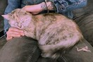 30 νέες φωτογραφίες απ' τα τέλεια ζώα των αναγνωστών μας