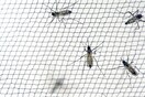 Ο ΙΣΑ καταγγέλλει την Περιφέρεια Αττικής για ολιγωρία στην καταπολέμηση των κουνουπιών