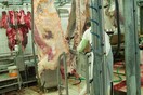 Εκδοροσφαγέας! Ένα πολύ άγριο ρεπορτάζ σε ένα σφαγείο της Ημαθιας