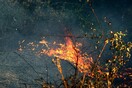 Συνελήφθησαν δύο άτομα για εμπρησμό στην Ηλεία