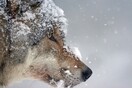 Λύκοι φεύγουν από την απαγορευμένη ζώνη του Τσερνόμπιλ - Ανησυχία αν εξαπλώνουν μεταλλάξεις στην Ευρώπη