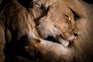 «Μάλλον δεν είχαν πολύ χρόνο για να αντιδράσουν» -Πώς τα λιοντάρια έφαγαν ζωντανούς τους λαθροκυνηγούς