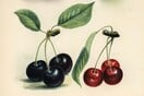 Το γλυκό βύσσινο της γιαγιάς ως υπόσχεση αθανασίας