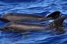 Επιστήμονες υποστηρίζουν πως κατέγραψαν το πρώτο σπάνιο υβρίδιο δελφινιού και φάλαινας