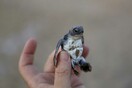 Η Κύπρος γίνεται ξανά ασφαλές καταφύγιο για τις σπάνιες χελώνες