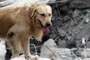 O ηρωικός σκύλος που πέθανε από εξάντληση έχοντας σώσει 7 ανθρώπους από τα χαλάσματα
