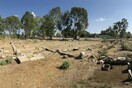 Στο φως νέα ευρήματα στην Παλαίστρα της αρχαίας Ερέτριας