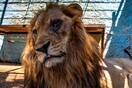 Ζωολογικός κήπος κολαστήριο στην Ευρώπη - Σοκαριστικές εικόνες εξαθλιωμένων ζώων