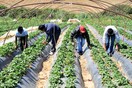 O Άρειος Πάγος ακυρώνει την αθωωτική απόφαση για την εμπορία ανθρώπων στη Μανωλάδα