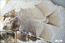 Ανακαλύφθηκε σαρκοβόρο ψάρι που ζούσε πριν από 152 εκατ. χρόνια και έμοιαζε στα πιράνχας