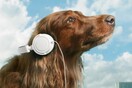 Μουσική για κατοικίδια: Γιατί οι σκύλοι λατρεύουν να ακούν Μπομπ Μάρλεϊ