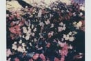 Λουλούδια στο τέλος της μέρας: Οι φθινοπωρινές πολαρόιντ του Βίγκο Μόρτενσεν
