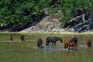 Αγρίνιο: Πυροβόλησαν και σκότωσαν προστατευόμενα άγρια άλογα