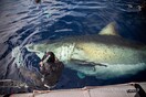 H θηριώδης Big Blue - Σπάνια καταγραφή του μεγαλύτερου λευκού καρχαρία στον κόσμο
