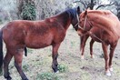 Σεξουαλική παρενόχληση